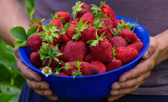 the farmer is holding a bowl of freshly picked strawberries. selective focus
