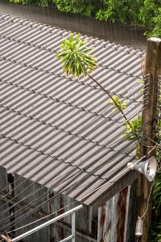 The rain fell on the old tile roof