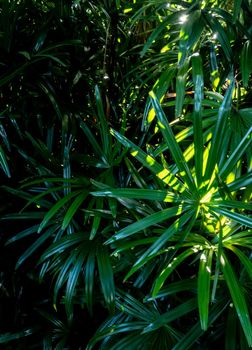 Lady Palm leaves texture, full frame freshness tropical leaves surface texture in dark tone as rife nature background