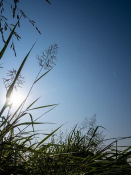 Flower of Phragmites karka grass in the bright sunlight and fluffy clouds in blue sky