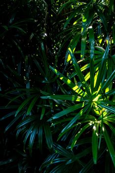 Lady Palm leaves texture, full frame freshness tropical leaves surface texture in dark tone as rife nature background