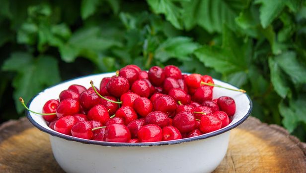 the child holds a bowl with freshly picked cherries. selective focus