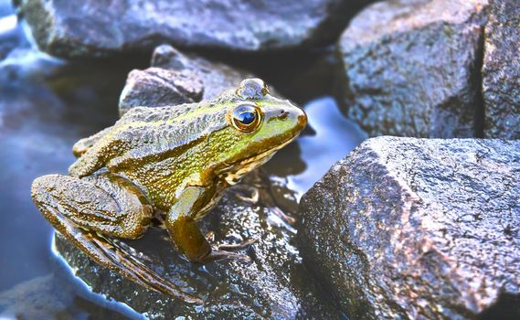 a tailless amphibian with a short squat body, moist smooth skin, and very long hind legs for leaping. Green brown golden frog sitting on granite stones.