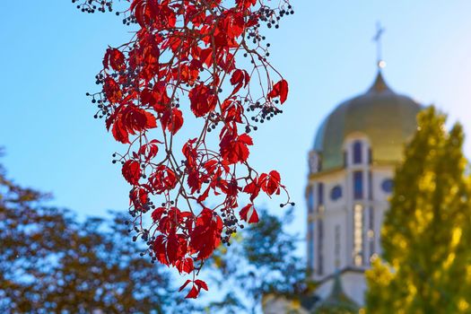 a flattened structure of a plant, typically green and blade-like, that is attached to a stem directly or via a stalk. Autumn branch of elderberry with red leaves and the golden dome of the church.