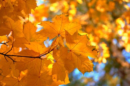 a tree or shrub with lobed leaves, winged fruits, and colorful autumn foliage, grown as an ornamental or for its timber or syrupy sap. Autumn bright maple leaves in sunny day