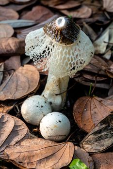 Dancing mushroom growing on the ground full of dry leaves