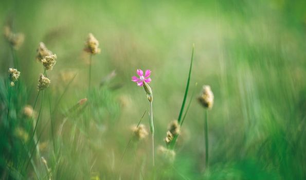 Delicate purple flower in a field on nature in sunlight on a light green background macro. Wild flower in a spring, summer background Border template for design. An airy gentle artistic image