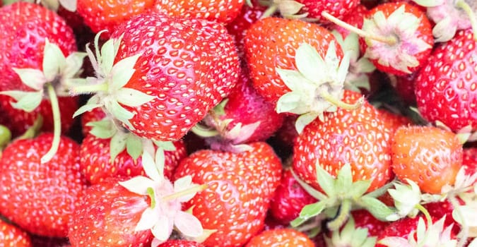 Strawberry background. Food fruit background. Fresh organic berries macro. Summer freshly picked red berries. Bunch of tasty red strawberries. Copy space, flat lay, top view