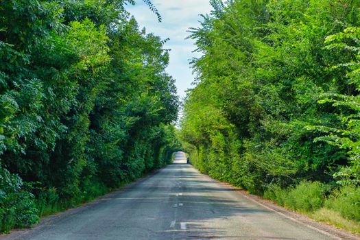 Empty Road in Forrest , road in the woods, forest road trees along at the countryside