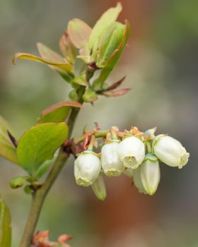Blossom of Blueberry (Vaccinium myrtillus)