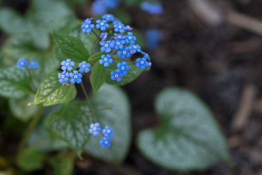 Siberian bugloss (Brunnera macrophylla), close up of the flower head