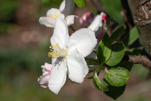 Apple tree (Malus domestica), blossoms of springtime