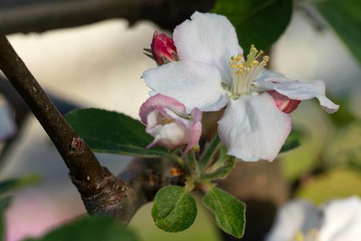 Apple tree (Malus domestica), blossoms of springtime