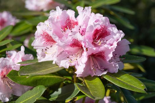 Rhododendron Hybrid Belami (Rhododendron hybrid), close up of the flower head in sunshine