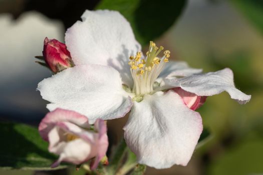 Apple tree (Malus domestica), blossoms of springtime