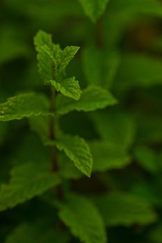 Green leaves of mint plant in summer garden