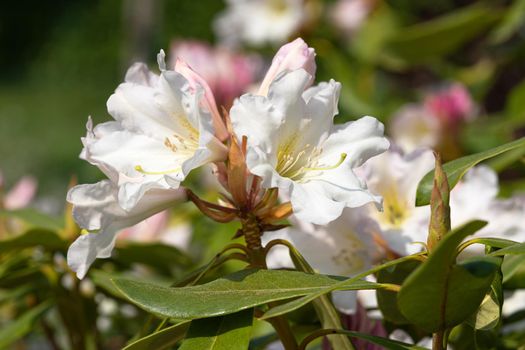 Rhododendron Hybrid Dufthecke (Rhododendron hybrid), close up of the flower head