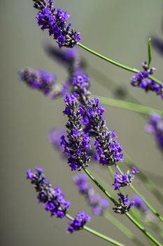 Blooming lavender plant in the summer garden