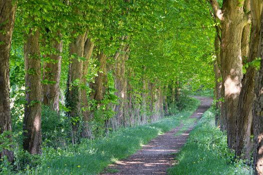 Tree-lined footpath close to Odenthal, Bergisches Land, Germany