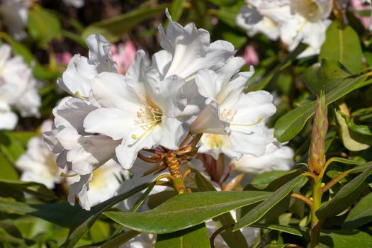 Rhododendron Hybrid Dufthecke (Rhododendron hybrid), close up of the flower head