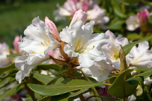 Rhododendron Hybrid Dufthecke (Rhododendron hybrid), close up of the flower head