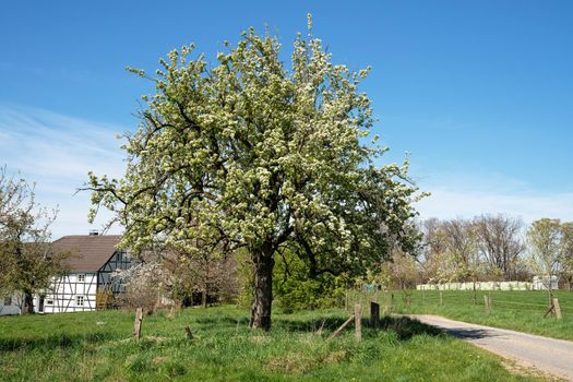 Springtime, blooming fruit trees on meadow orchard, Bergisches Land, Germany
