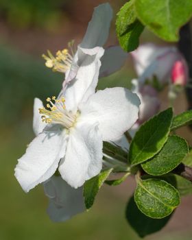 Apple tree (Malus domestica), blossoms of springtime