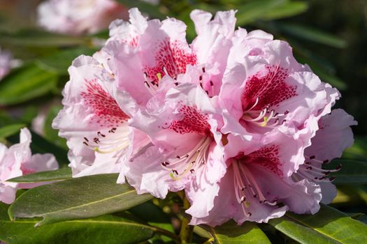 Rhododendron Hybrid Belami (Rhododendron hybrid), close up of the flower head in sunshine