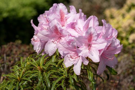 Rhododendron Ponticum Filigran (Rhododendron Ponticum)