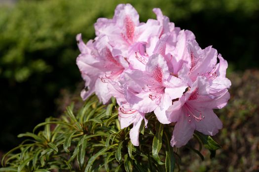 Rhododendron Ponticum Filigran (Rhododendron Ponticum)