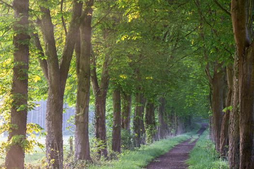 Tree-lined footpath close to Odenthal, Bergisches Land, Germany