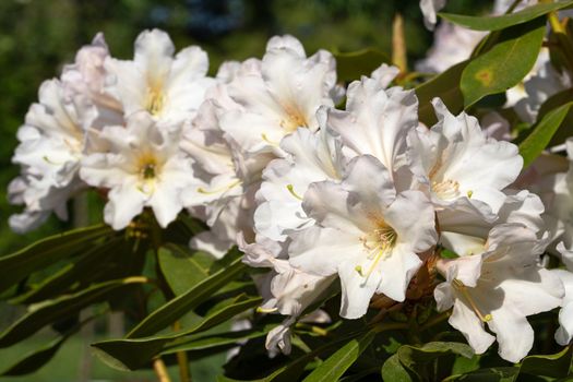 Rhododendron Hybrid Dufthecke (Rhododendron hybrid), close up of the flower head