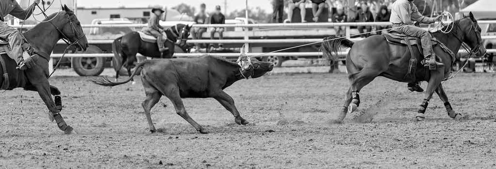 Calf being lassoed in a team calf roping event by cowboys at a country rodeo