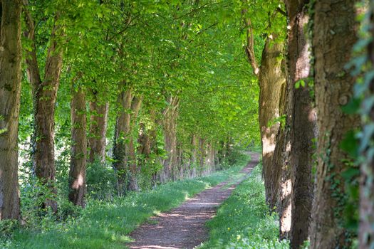 Tree-lined footpath close to Odenthal, Bergisches Land, Germany