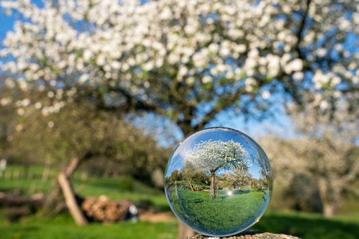 Springtime, blooming fruit trees on meadow orchard, Bergisches Land, Germany