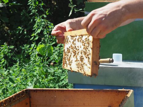 Beekeeper working with bees and beehives on the apiary. Beekeeping concept. Beekeeper harvesting honey Beekeeper on apiary.