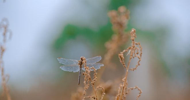 dragonfly on a twig. Close up, Beautiful dragonfly in the nature