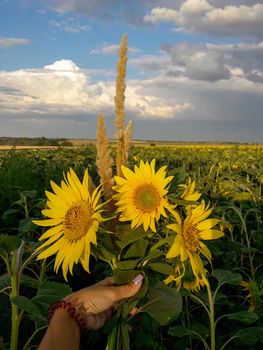 women hand holding bouquet of three sunflowers in the golden hour. field of sunflowers and blue sky with clouds. download photo