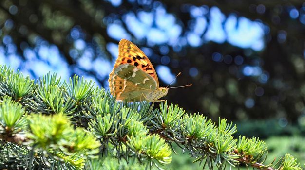 Butterfly standing on a lodge pole pine branch, horizontal. High quality photo