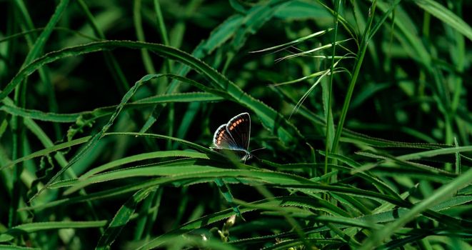 Beautiful dark butterfly on branch in spring at Sunrise on light and grass background macro. Elegant artistic image nature. Banner format, copy space. Download photo