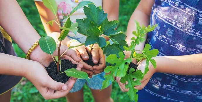 Children hold the earth and trees in their hands. Selective focus. nature.