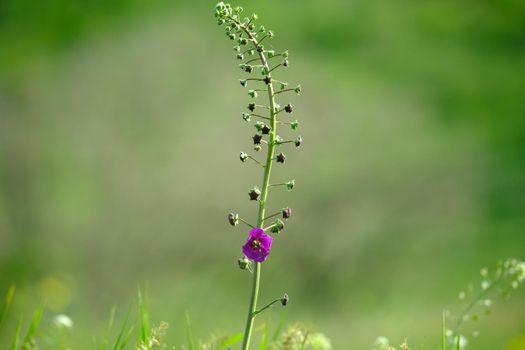 Tall purple flower on a soft green background outdoors close-up macro. Spring summer border template floral background. Light air delicate artistic image, free copy space. Download photo