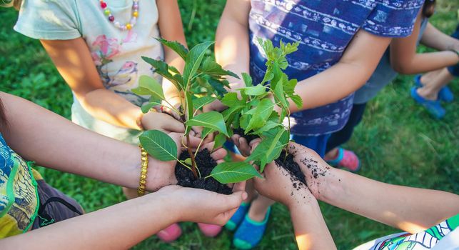 Children hold the earth and trees in their hands. Selective focus. nature.