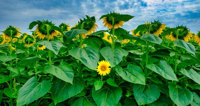 Individuality symbol and independent thinker concept and new leadership concept or individuality as a group of sunflowers on a field with one individual sunflower in the opposite direction. download photo