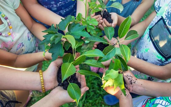 Children hold the earth and trees in their hands. Selective focus. nature.