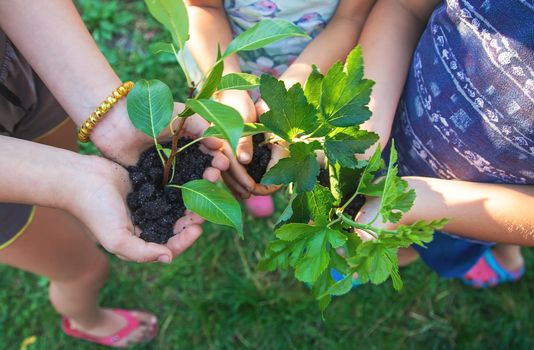 Children hold the earth and trees in their hands. Selective focus. nature.