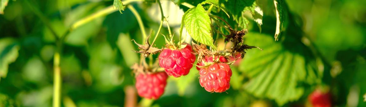 branch of ripe raspberries in a garden. High quality photo