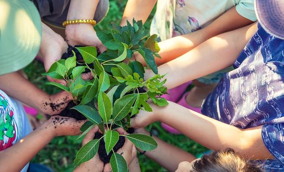 Children hold the earth and trees in their hands. Selective focus. nature.