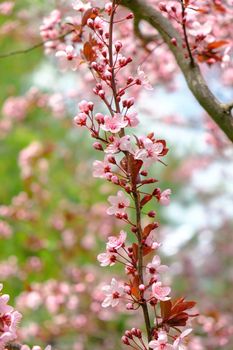 Blooming tree with pink flowers at morning sunshine. Spring blossom background. Beautiful sakura blossom flower in blooming with branch. Download photo