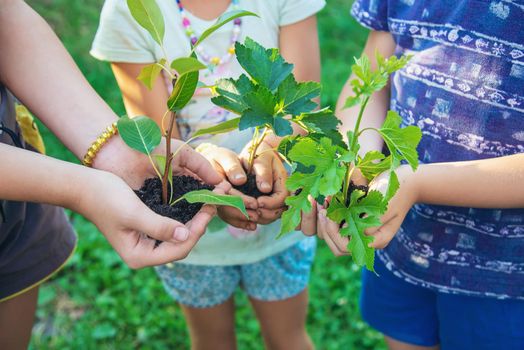 Children hold the earth and trees in their hands. Selective focus. nature.